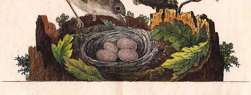 Beethoven: For the Birders